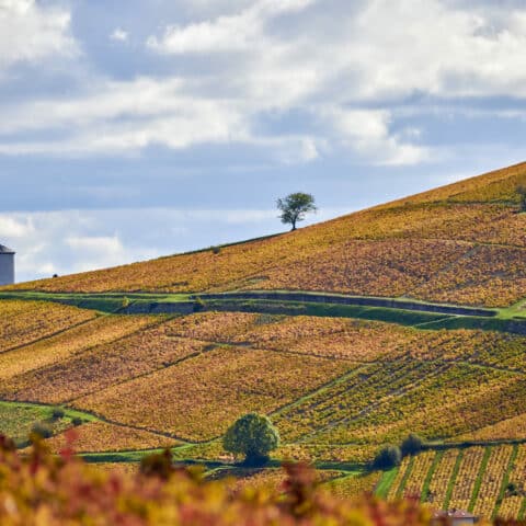 Espace des Brouilly