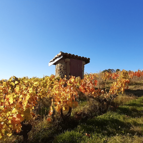 Vignes Domaine d_Aumenie