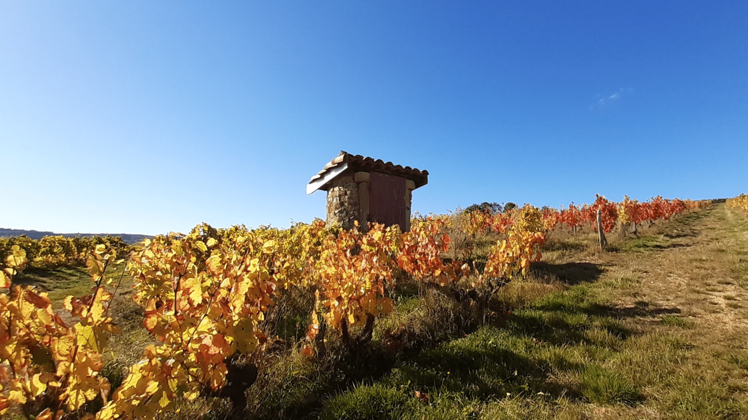 Vignes Domaine d_Aumenie