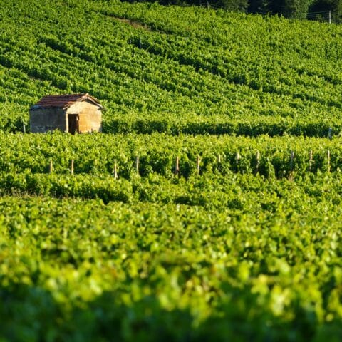 @Gael Fontaine _ Hut_in_vineyards_Burgundy_France_-_6000_x_4000