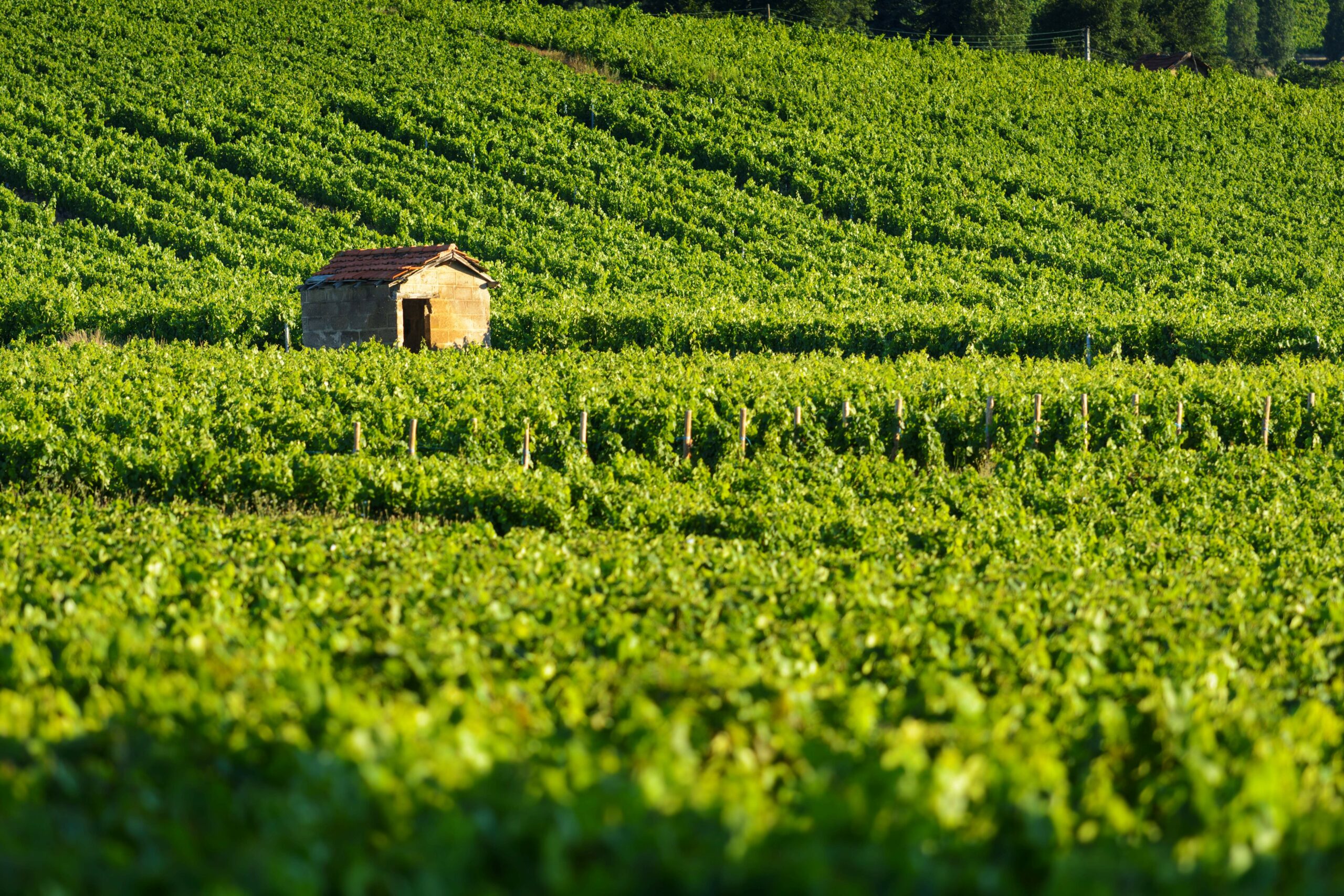 @Gael Fontaine _ Hut_in_vineyards_Burgundy_France_-_6000_x_4000