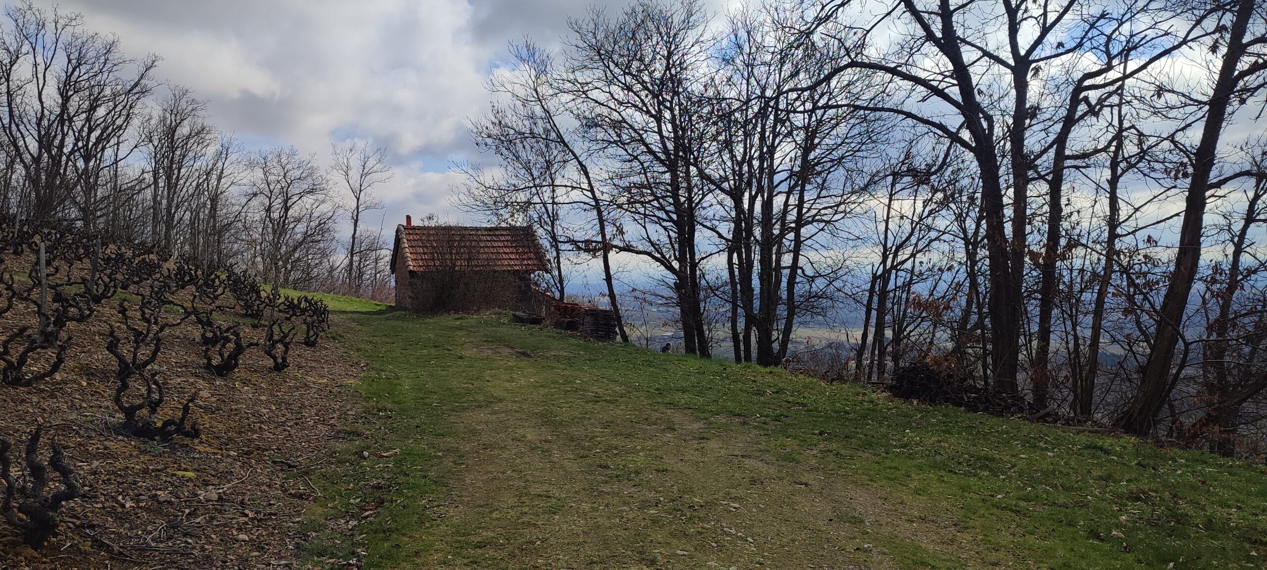 IMG_20250317_101942