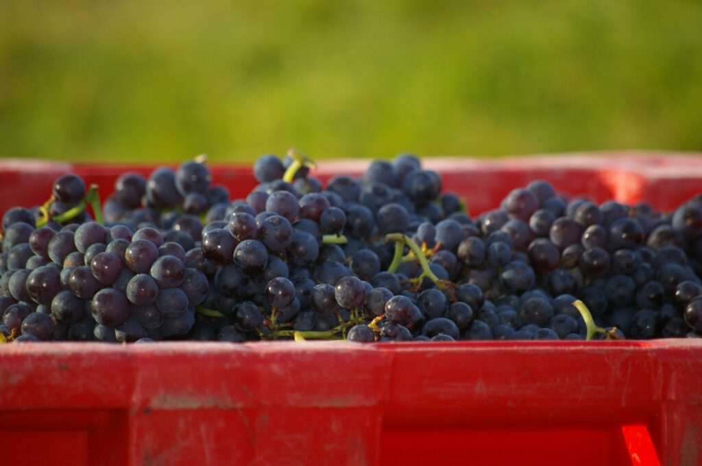 Domaine des Terres Vivantes