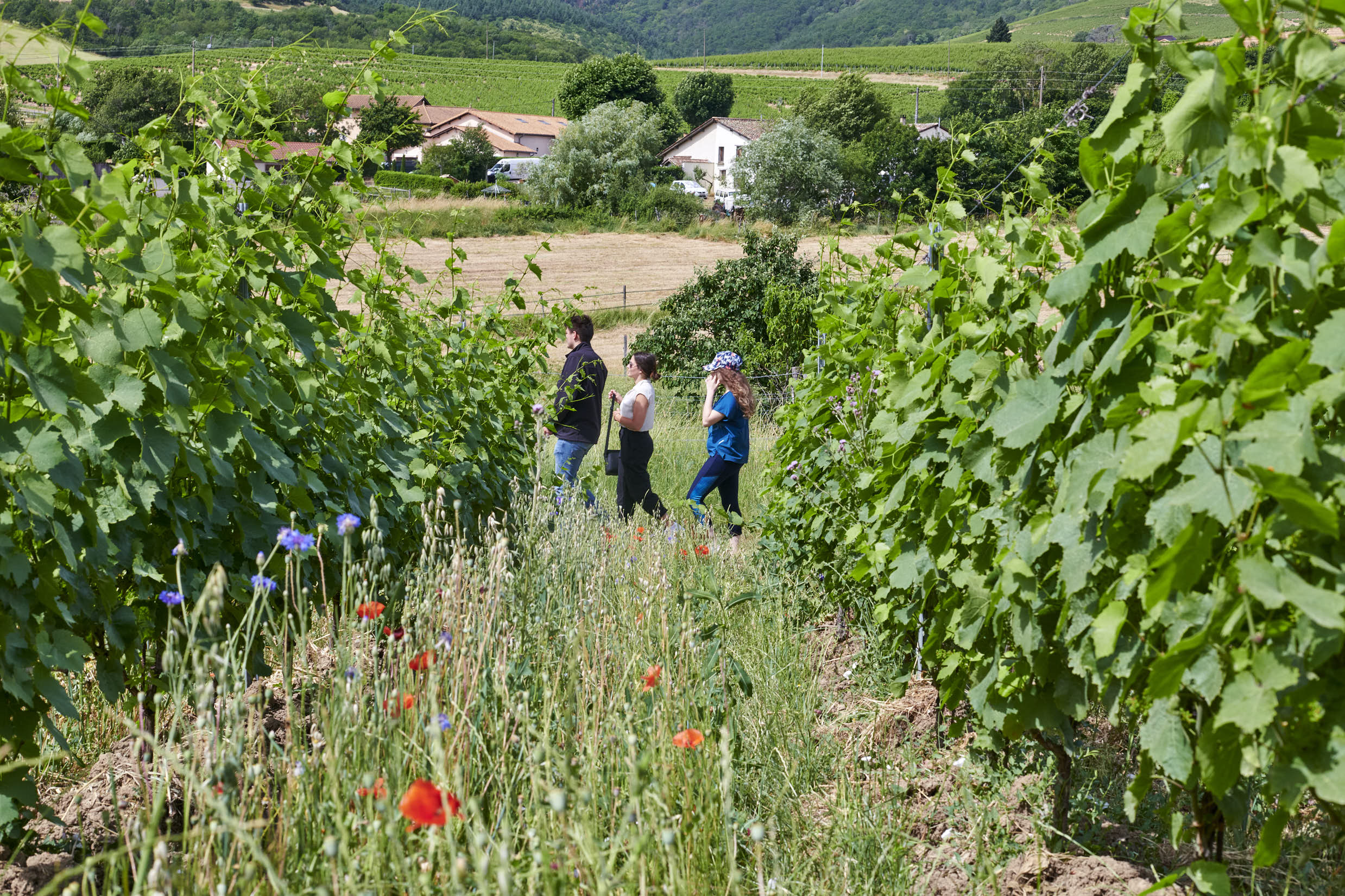 Parcours dans les vignes autour de l’agroécologie !  – Toute la journée