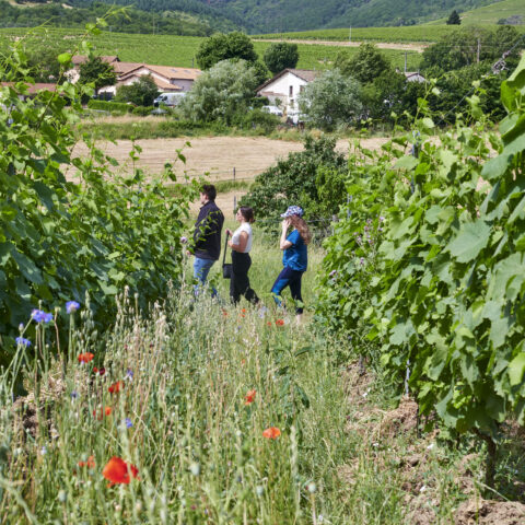 Image-Parcours dans les vignes autour de l'agroécologie !