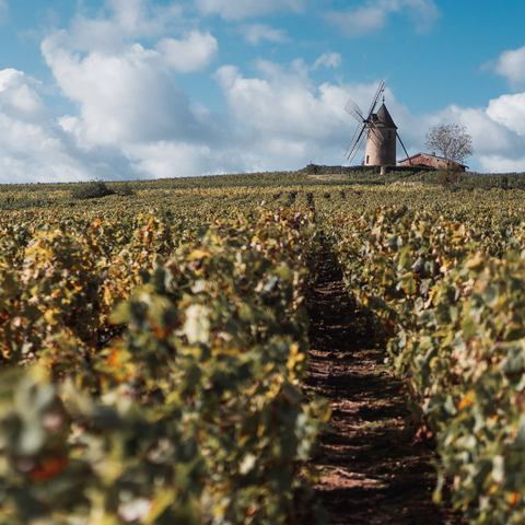 Domaine Zéphyr
