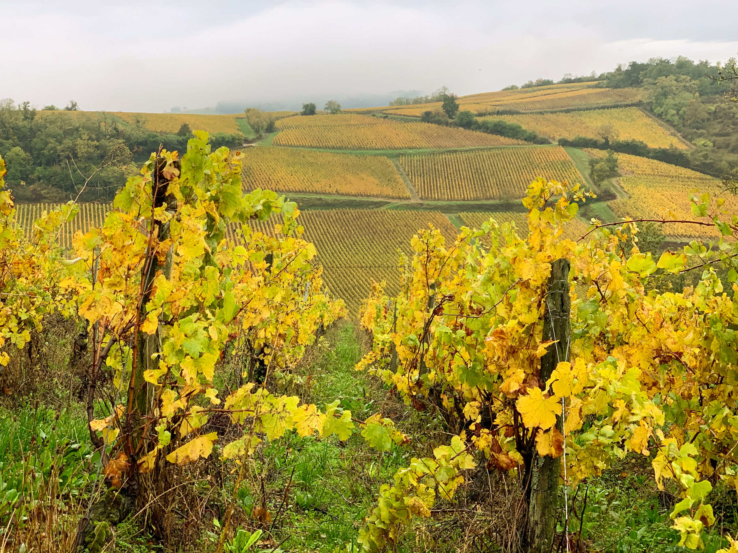 Beaujolais au-delà des Nouveaux